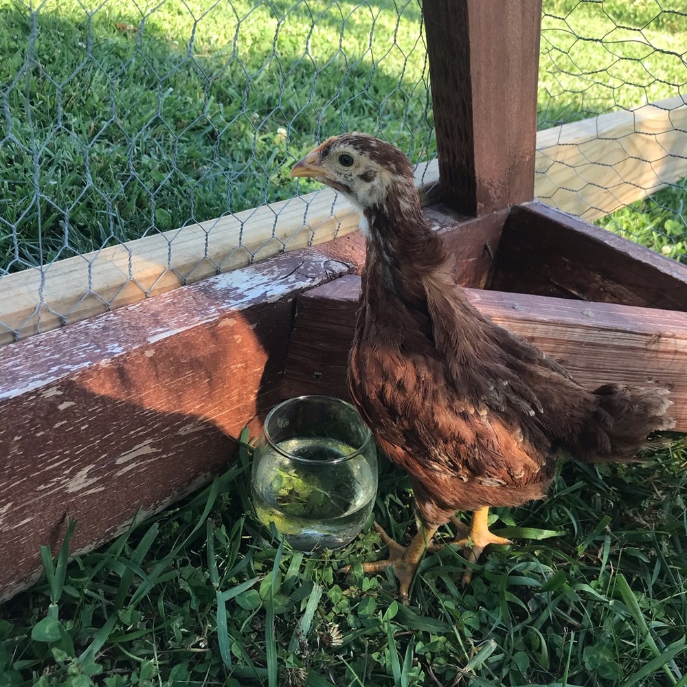 🥰 BOGO SALE BUNDLE TWO TOPS AND GET ONE FREE!